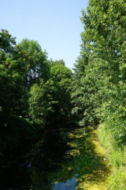 Sığ Wuhle Nehri Temmuz ayında yaz bitkileriyle çevrilidir. Wuhle, Spree 'nin küçük bir sağ koludur. Berlin, Almanya