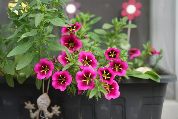 Calibrachoa cabaret \'Good Night Kiss\' blooms in a flower box in July. Calibrachoa is a genus of plants in the Solanaceae, nightshade family. Berlin, Germany
