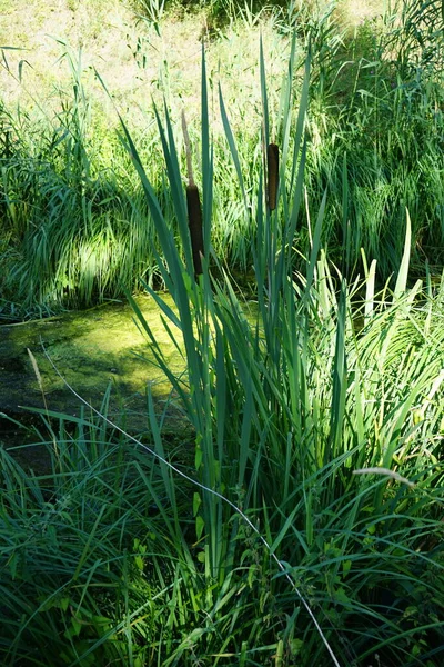 Typha latifolia grows on the banks of the Wuhle River in July. Typha latifolia, better known as broadleaf cattail, is a perennial herbaceous plant in the genus Typha. Berlin, Germany