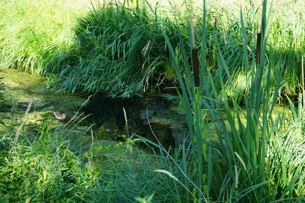 Vahşi ördekler Anas platyrhynchos Temmuz ayında Typha latifolia bitkileri yakınlarındaki Wuhle Nehri 'nde yüzer. Typha latifolia, kedigiller (Felidae) familyasından bir bitki türü. Berlin, Almanya 