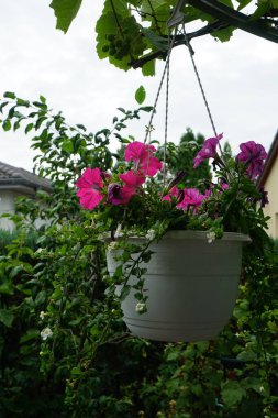 Çok renkli petunya çiçekleri ve Sutera kordatasının beyaz çiçekleri 'Büyük Baja' çardakta asılı bir saksıda çiçek açıyor. Petunia, Petunioideae familyasından bir cinstir. Berlin, Almanya  