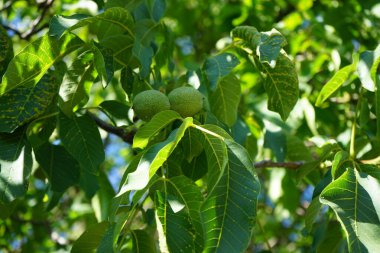 Juglan rejiminin meyveleri Temmuz ayında dallarda olgunlaşır. Juglans regia, Persçe, İngilizce, Karpatça, Madeiraca veya yaygın olarak kullanılan bir ceviz ağacı türüdür. Berlin, Almanya 