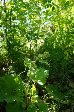 Arctium lappa temmuzda çiçek açar. Arctium lappa, daha büyük burdock, yenilebilir dulavrat, lappa, dilenci düğmeleri, dikenli burr, ya da mutlu Major, Asteraceae familyasından Avrasya 'ya özgü bir bitki türüdür. Berlin, Almanya 