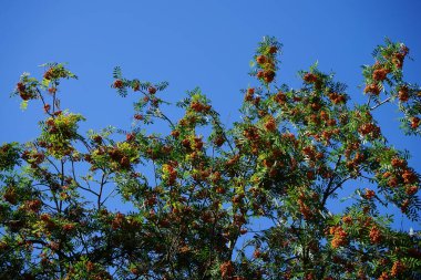 Temmuz 'da sallanan portakal demetleri. Sorbus aucuparia, gülgiller (Cervidae) familyasından bir ağaç türü. Berlin, Almanya