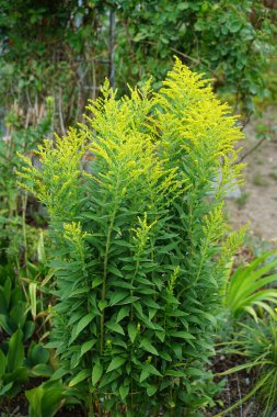 Solidago canadensis temmuzda çiçek açar. Solidago canadensis, Asteraceae familyasından uzun ömürlü bir bitki türü. Berlin, Almanya