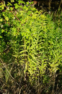Solidago canadensis temmuzda çiçek açar. Solidago canadensis, Asteraceae familyasından uzun ömürlü bir bitki türü. Berlin, Almanya