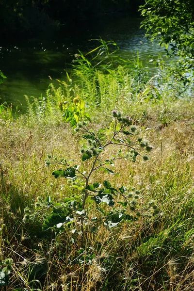 Июле Расцветает Arctium Lappa Arctium Lappa Больший Лопух Съедобный Лопух — стоковое фото