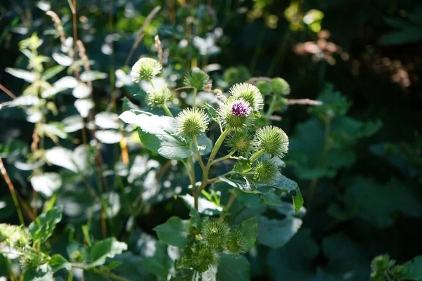 Arctium lappa temmuzda çiçek açar. Arctium lappa, daha büyük burdock, yenilebilir dulavrat, lappa, dilenci düğmeleri, dikenli burr, ya da mutlu Major, Asteraceae familyasından Avrasya 'ya özgü bir bitki türüdür. Berlin, Almanya 