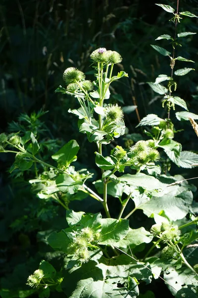 Arctium Lappa Blooms July Arctium Lappa Greater Burdock Edible Burdock — Stock Photo, Image