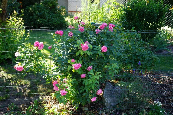 Rosier Rose Fleurit Près Clôture Juillet Rose Est Une Plante — Photo