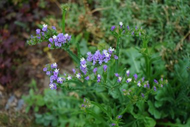Limonyum sinuatum, Syn. Dalgalı deniz lavantası (İngilizce: 