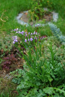 Limonium sinuatum, syn. wavyleaf sea lavender, statice, sea lavender, notch leaf marsh rosemary, sea pink, is a Mediterranean plant species in the family Plumbaginaceae known for its papery flowers. Berlin, Germany 