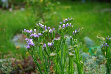 Limonium sinuatum, syn. wavyleaf sea lavender, statice, sea lavender, notch leaf marsh rosemary, sea pink, is a Mediterranean plant species in the family Plumbaginaceae known for its papery flowers. Berlin, Germany 