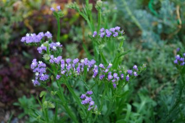 Limonium sinuatum, syn. wavyleaf sea lavender, statice, sea lavender, notch leaf marsh rosemary, sea pink, is a Mediterranean plant species in the family Plumbaginaceae known for its papery flowers. Berlin, Germany 