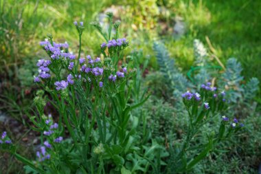 Limonium sinuatum, syn. wavyleaf sea lavender, statice, sea lavender, notch leaf marsh rosemary, sea pink, is a Mediterranean plant species in the family Plumbaginaceae known for its papery flowers. Berlin, Germany 