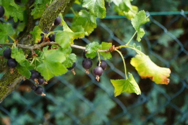 Jostaberry Albero Ribes Nidigrolaria Jostaberry Con Frutti Maturi Cresce Nel — Foto Stock