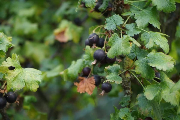 Jostaberry Albero Ribes Nidigrolaria Jostaberry Con Frutti Maturi Cresce Nel — Foto Stock