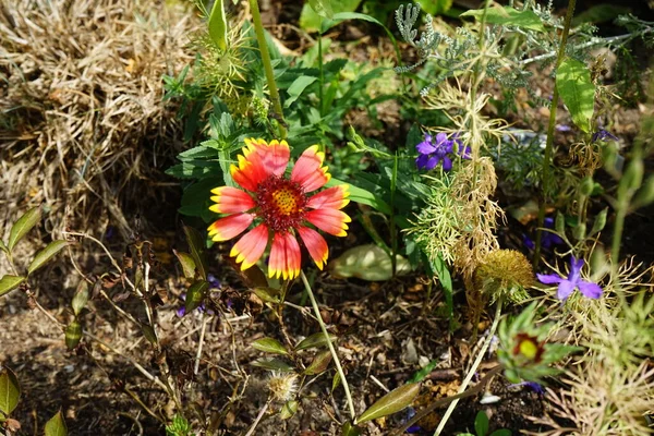 정원에서 Grandiflora Kobold꽃 가야디아 해바라기 Asteraceae에 식물의 속입니다 베를린 — 스톡 사진