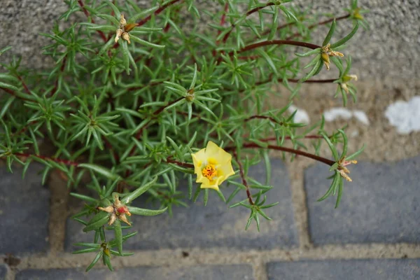 Portekiz Sarı Çiçekleri Temmuz Ayında Çiçek Açar Portulaca Grandiflora Portekizcaceae — Stok fotoğraf