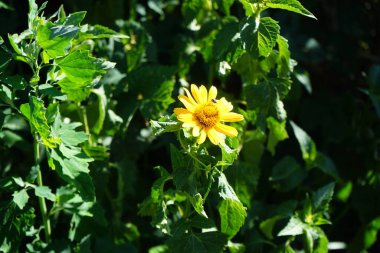 Temmuz 'da yeşil sinek Lucilia Sezar Heliopsis Helianthoides' in çiçeğine tünedi. Lucilia Caesar, sinekgiller (Calliphoridae) familyasından bir kuş türü. Berlin, Almanya 