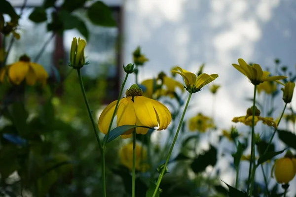 ルドベッキアラキナタ ヘラスソンヌ は7月に黄色い花で咲きました カトラリーフ コンフラワーであるルドベキア ラキナタは 家族のアステリックに花を咲かせる植物の種です ベルリン ドイツ — ストック写真