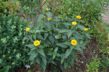 Heliopsis helianthoidleri Temmuz ayında bahçede sarı çiçeklerle çiçek açarlar. Heliopsis helianthoides, Asteraceae familyasından bir bitki türüdür. Berlin, Almanya