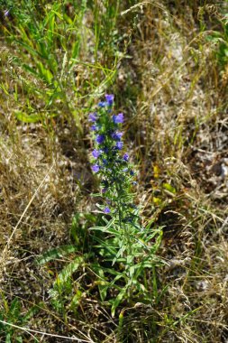 Echium vulgare temmuzda mavi çiçeklerle çiçek açar. Echium vulgare, Boraginaceae familyasından Boraginaceae familyasından bir bitki türü. Berlin, Almanya