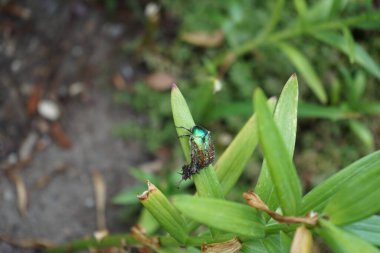 Temmuz ayında bir Cetonia aurata böceği zambak yaprağının üzerinde oturur. Cetonia aurata, gül macunu ya da yeşil gül chafer olarak adlandırılan bir böcektir. Berlin, Almanya