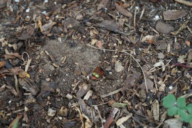 Temmuz 'da bir Cetonia aurata böceği yerde oturur. Cetonia aurata, gül macunu ya da yeşil gül chafer olarak adlandırılan bir böcektir. Berlin, Almanya