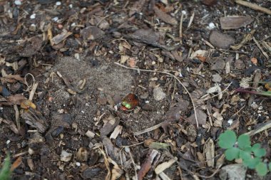 Temmuz 'da bir Cetonia aurata böceği yerde oturur. Cetonia aurata, gül macunu ya da yeşil gül chafer olarak adlandırılan bir böcektir. Berlin, Almanya