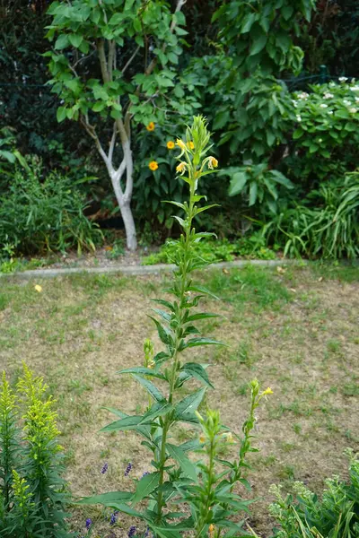 Oenothera biennis temmuzda çiçek açar. Oenothera biennis, Onagraceae familyasından bir bitki türü. Berlin, Almanya 