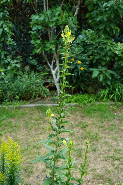 Oenothera biennis temmuzda çiçek açar. Oenothera biennis, Onagraceae familyasından bir bitki türü. Berlin, Almanya 