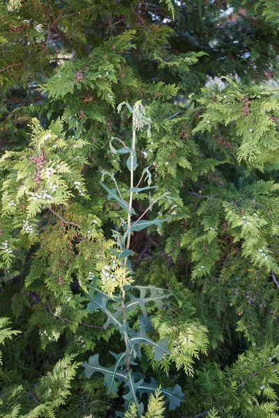 Lactuca Serriola 신속하게 엉겅퀴 나침반 그리고 스칼렛 Asteraceae Cichorieae에있는 비엔날레 — 스톡 사진