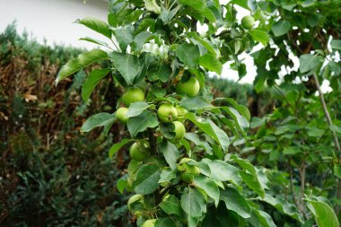 Sütun elma ağacı, Malus domestica Ballerina 'Braeburn', olgunlaşmamış meyvelerle temmuzda büyür. Malus, gülgiller (Rosaceae) familyasından bir çalı cinsidir. Berlin, Almanya