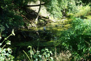 Ardea cinerea kuşu Temmuz ayında Wuhle Nehri üzerindeki bir ağaç dalına tünedi. Ardea cinerea balıkçılgiller (Ardeidae) familyasından yırtıcı bir kuş türü. Berlin, Almanya 