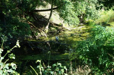 Ardea cinerea kuşu Temmuz ayında Wuhle Nehri üzerindeki bir ağaç dalına tünedi. Ardea cinerea balıkçılgiller (Ardeidae) familyasından yırtıcı bir kuş türü. Berlin, Almanya 
