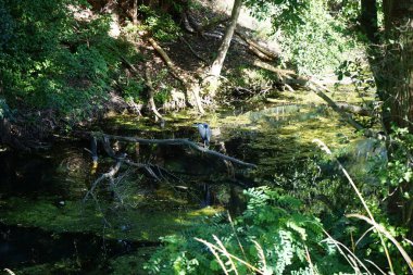 Ardea cinerea kuşu Temmuz ayında Wuhle Nehri üzerindeki bir ağaç dalına tünedi. Ardea cinerea balıkçılgiller (Ardeidae) familyasından yırtıcı bir kuş türü. Berlin, Almanya 