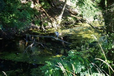 Ardea cinerea kuşu Temmuz ayında Wuhle Nehri üzerindeki bir ağaç dalına tünedi. Ardea cinerea balıkçılgiller (Ardeidae) familyasından yırtıcı bir kuş türü. Berlin, Almanya 