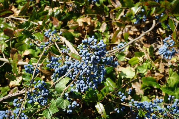 The blue berries of Mahonia aquifolium grow in July. Mahonia aquifolium, Oregon grape or holly-leaved berberry, is a species of flowering plant in the family Berberidaceae. Berlin, Germany