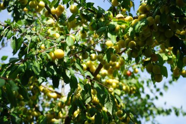Prunus cerasifera ve sarı meyveler temmuzda yetişir. Prunus cerasifera, kiraz eriği ve mirobalan eriği olarak bilinen bir erik türüdür. Berlin, Almanya 
