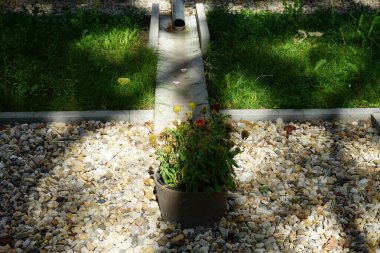 Gaillardia x grandiflora, temmuz ayında dekoratif yağmur suyu taşlarıyla bir saksıda çiçek açar. Gaillardia, Asteraceae familyasından çiçek açan bir bitki cinsidir. Berlin, Almanya 