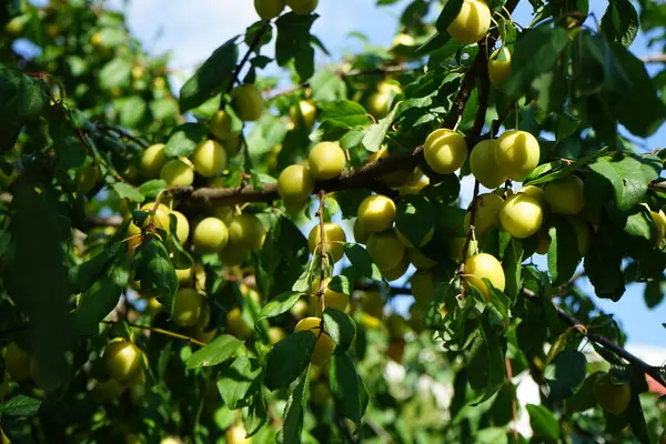 Júliusban Sárga Gyümölcsös Prunus Cerasifera Prunus Cerasifera Szilvafajta Közismert Nevén — Stock Fotó