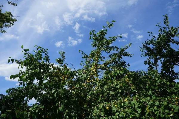 stock image Prunus cerasifera with yellow fruits grows in July. Prunus cerasifera is a species of plum known by the common names cherry plum and myrobalan plum. Berlin, Germany 