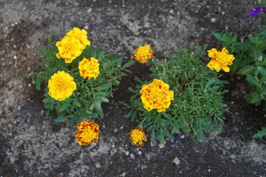 Tagetes patula çiçekleri temmuzda açar. Kadife çiçekleri (