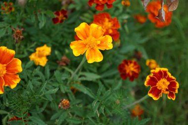 Tagetes patula Küçük Arı karışımı çiçekler temmuzda açar. Kadife çiçekleri (