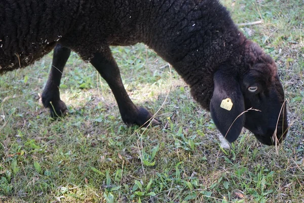 シュワルツブルク ベルクシュタットは7月にパドックでブドウ栽培している ブラック茶色の山羊であるシュワルツブルク ベルクシュタットは スイスのジュラ山脈の地域からの国内羊の品種です ベルリン ドイツ — ストック写真