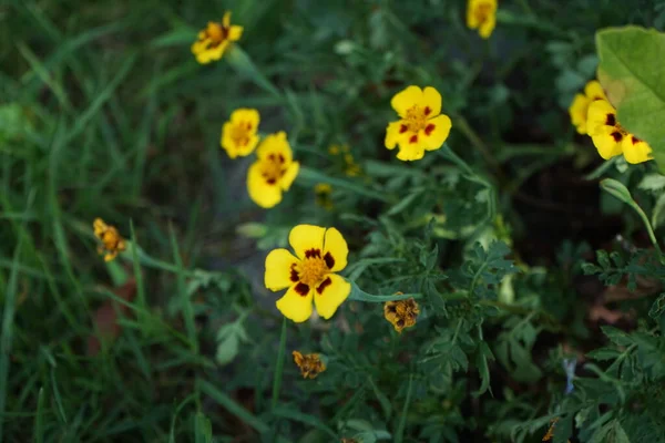 玛丽埃塔 花在7月盛开 金丝雀属 Tagetes Marigolds 是一种一年生或多年生草本植物 主要分布于紫锥菊科 德国柏林 — 图库照片