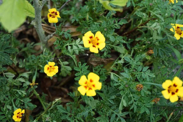 Цветы Тагетес Патула Мармелад Цветут Июле Tagetes Marigolds Является Родом — стоковое фото