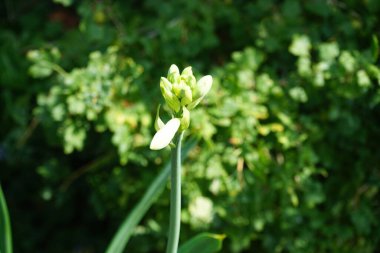 Galtonia viridiflora temmuzda beyaz çiçeklerle çiçek açar. Ornithogalum viridiflorum, Galtonia viridiflora, yeşil çiçekli Galtonia çiçekli bir çiçek bitkisi türüdür. Berlin, Almanya 