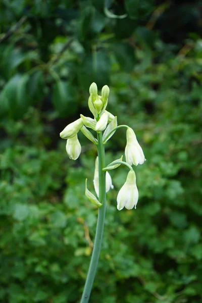 Galtonia Viridiflora Kwitnie Białymi Kwiatami Lipcu Ornithogalum Viridiflorum Galtonia Viridiflora — Zdjęcie stockowe